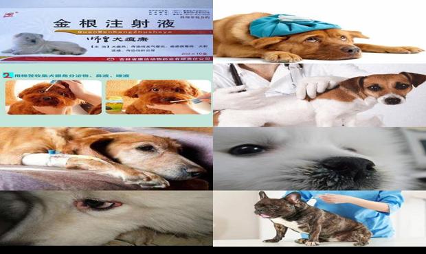 狗犬瘟热的治疗方法 - 犬瘟热吃什么药